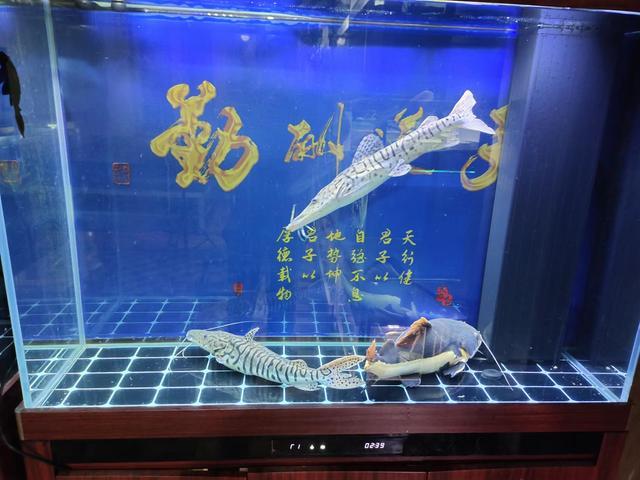 一米二的魚缸，養三條40厘米以上的觀賞魚，密度到底大不大？