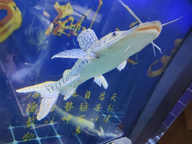 不用加溫的觀賞魚_觀賞加溫魚用多大的缸_觀賞加溫魚用什么餌料