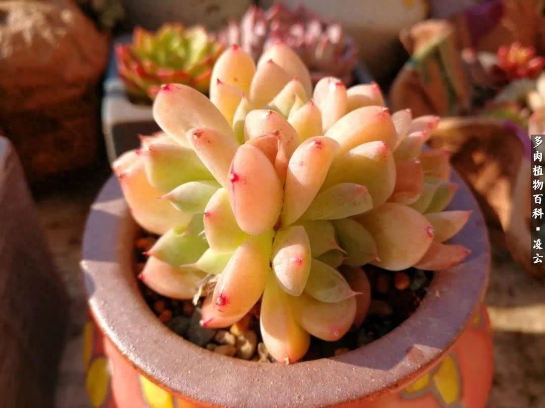 多肉白女王_紫羅蘭女王多肉圖片_女王玫瑰多肉和白月影區別