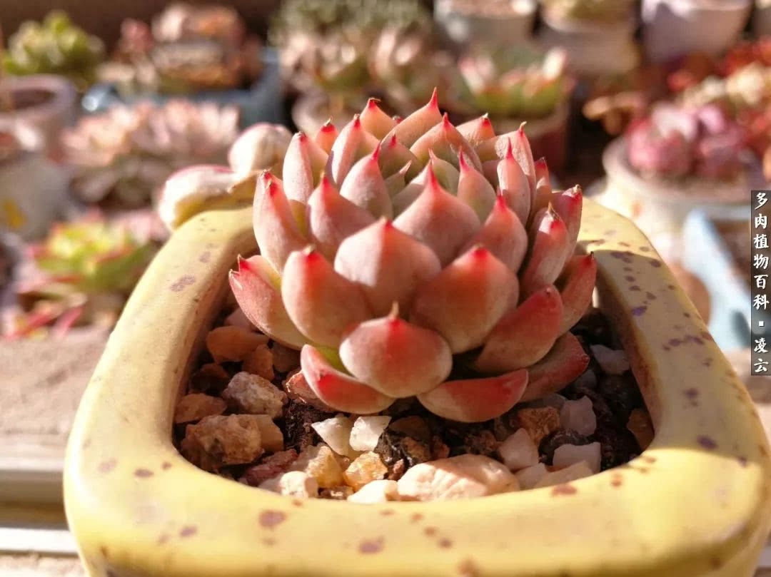 女王玫瑰多肉和白月影區別_紫羅蘭女王多肉圖片_多肉白女王