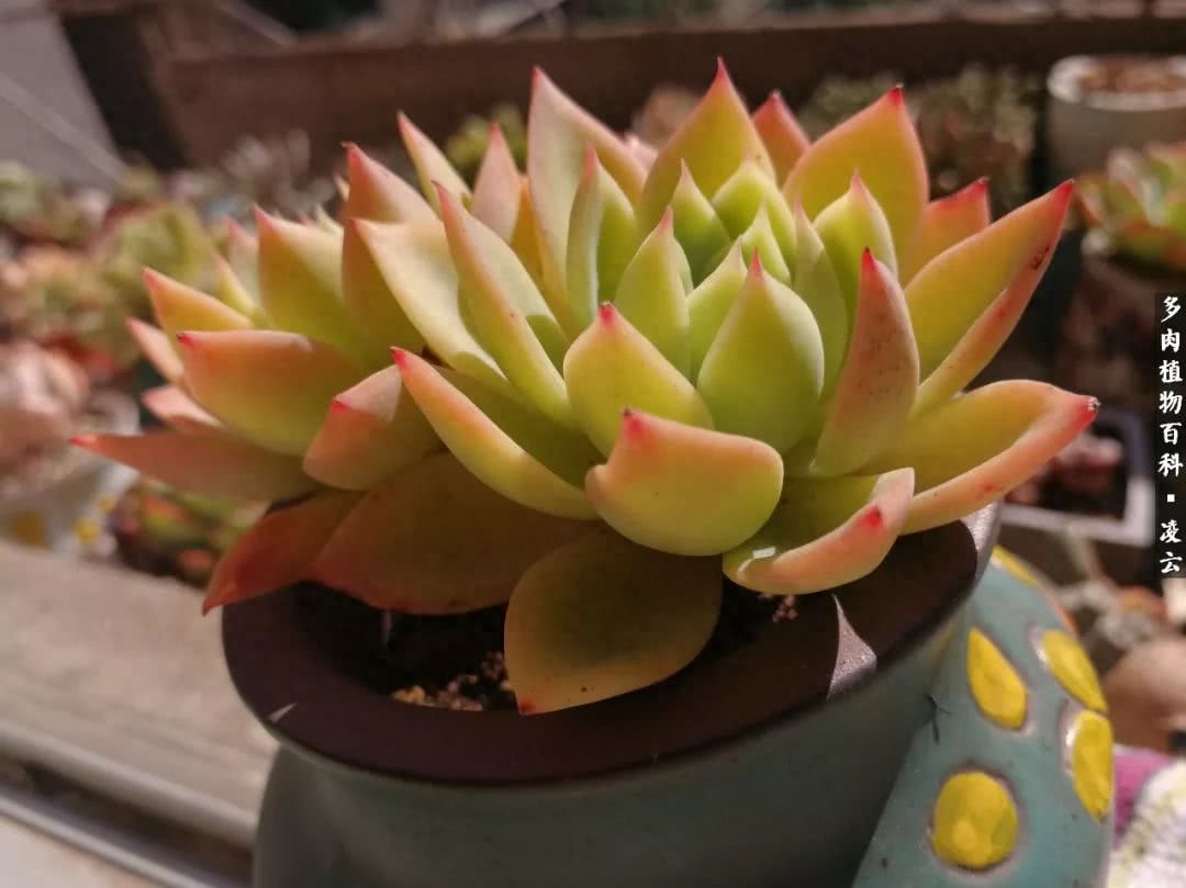 紫羅蘭女王多肉圖片_多肉白女王_女王玫瑰多肉和白月影區別