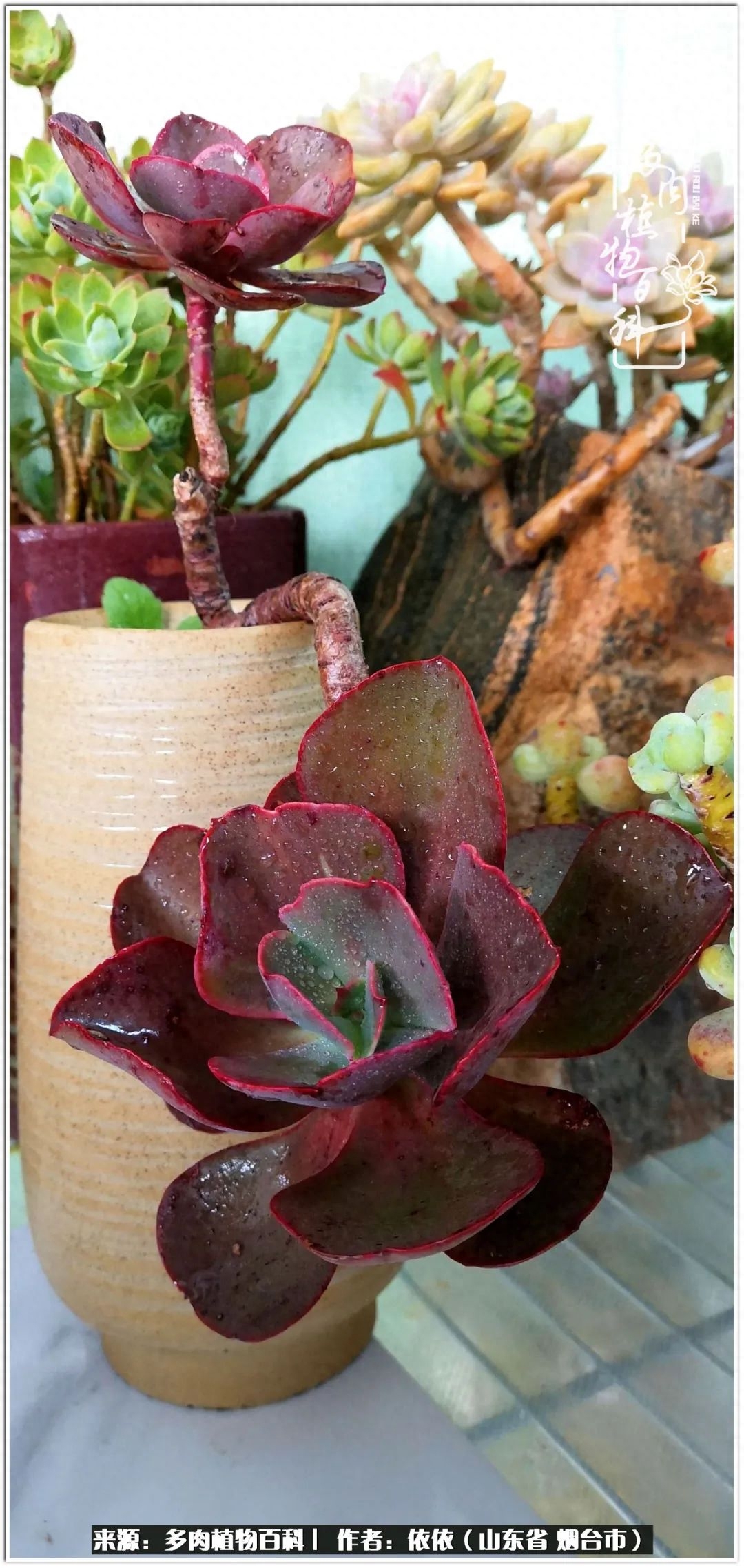 冰女王多肉_多肉白雪女王_多肉白女王