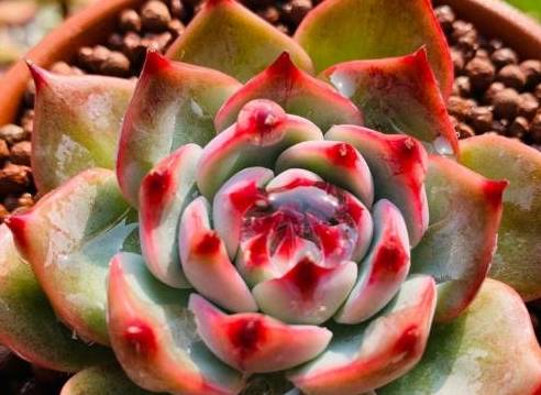 澆多肉的水_澆多肉水最好是什么水_多肉澆多少水