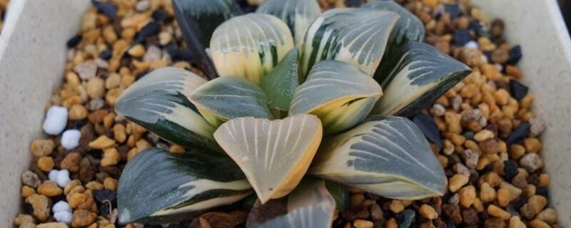 剛種的多肉澆水會死嗎