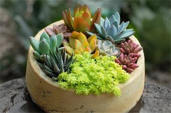 剛種的多肉澆水會死嗎