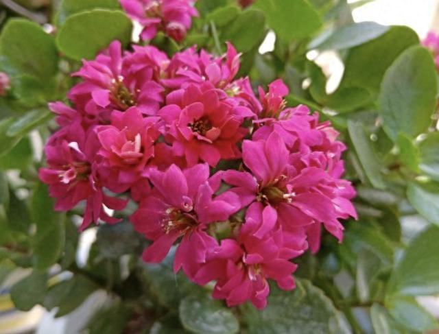 多肉長壽花怎么養(yǎng)殖_長壽花是多肉嗎_多肉長壽花