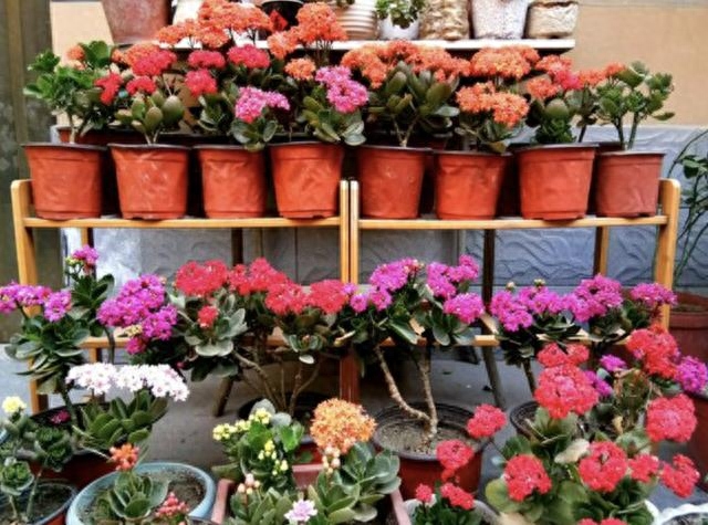 長壽花是多肉嗎_多肉長壽花_多肉長壽花怎么養(yǎng)殖