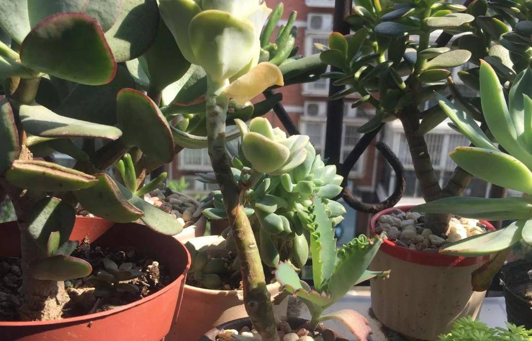 玫瑰可愛多肉怎么養_多肉可愛玫瑰_多肉植物可愛玫瑰