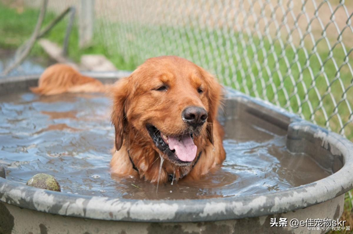 狗狗多久洗一次澡才是最合適？