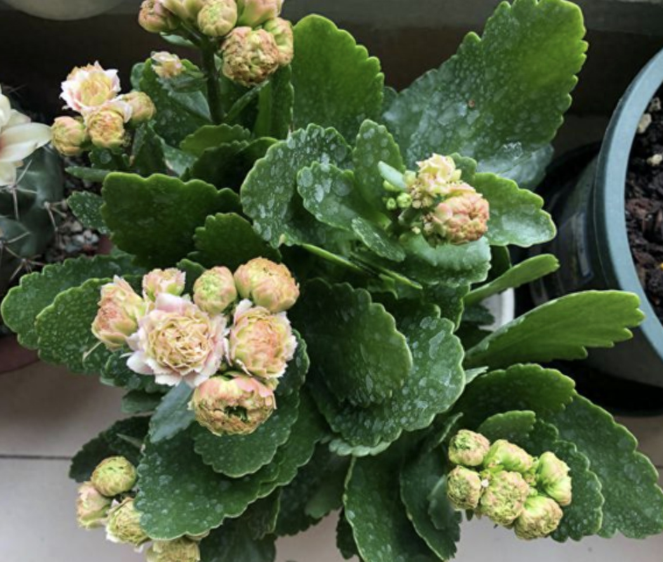 多肉長壽花_長壽花是多肉嗎_多肉長壽花怎么養殖