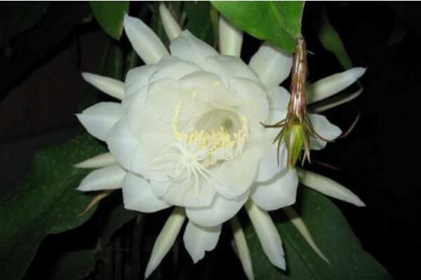 曇花幾天澆一次水，不同的季節澆水頻率也不相同 多肉植物