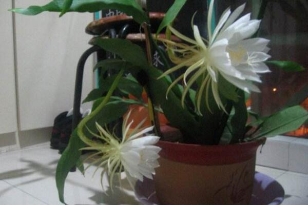 曇花幾天澆一次水，不同的季節澆水頻率也不相同