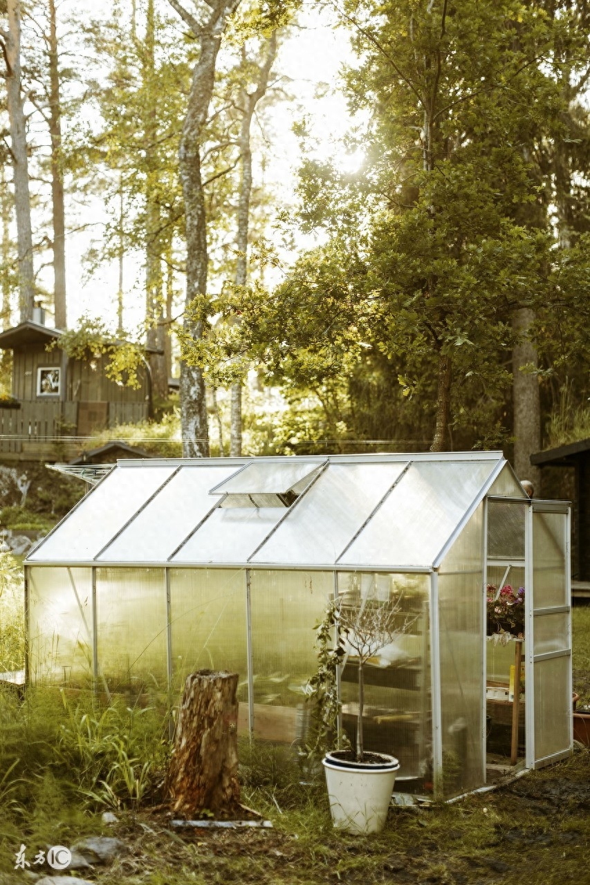 長壽的多肉_長壽花是多肉嗎_多肉長壽花