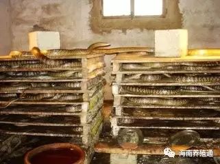 冷水觀賞魚什么魚最好養_十大冷水觀賞魚_冷水觀賞魚大全品種圖片