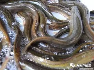 十大冷水觀賞魚_冷水觀賞魚大全品種圖片_冷水觀賞魚什么魚最好養