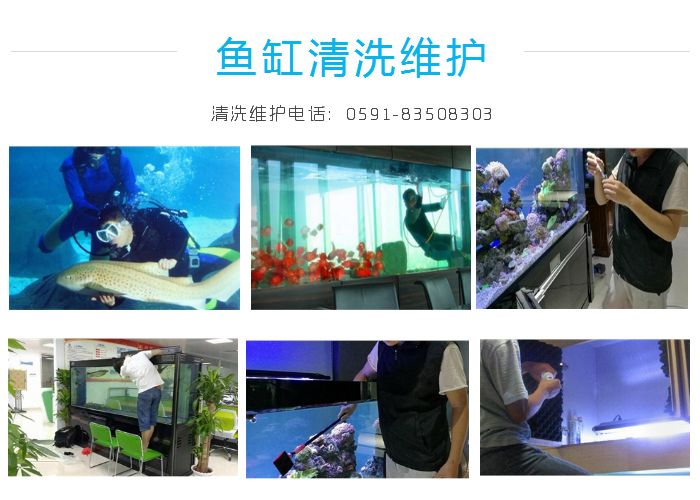 觀賞魚缸養(yǎng)魚好嗎_魚缸最好養(yǎng)的觀賞魚_觀賞魚缸養(yǎng)魚好不好