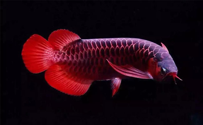 觀賞魚缸養(yǎng)魚好不好_魚缸最好養(yǎng)的觀賞魚_觀賞魚缸養(yǎng)魚好嗎