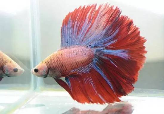 十大冷水觀賞魚_冷水觀賞魚什么魚最好養_冷水觀賞魚大全品種圖片