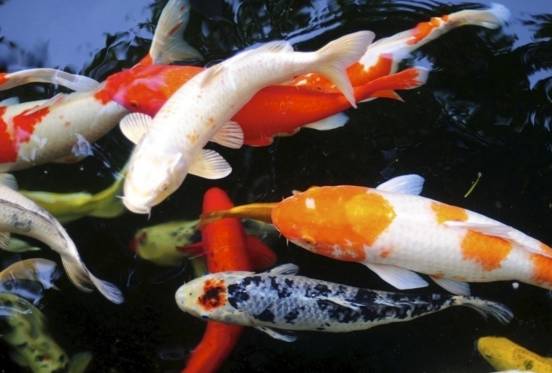 十大冷水觀賞魚_冷水觀賞魚大全品種圖片_冷水觀賞魚什么魚最好養