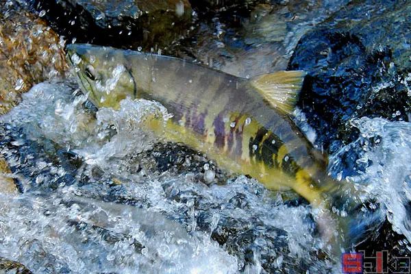 Sbike動(dòng)植物百科：世界十大最兇猛淡水魚，其中一種剛剛滅絕，還是我國(guó)特有的。