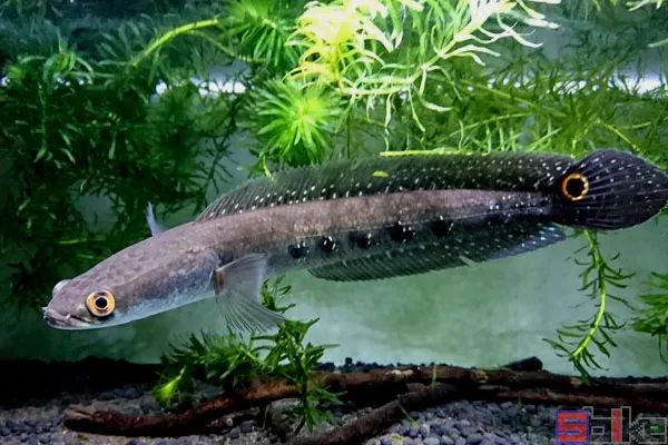 十大冷水觀賞魚_冷水觀賞魚有哪些品種_冷水觀賞魚哪個最好養最好看