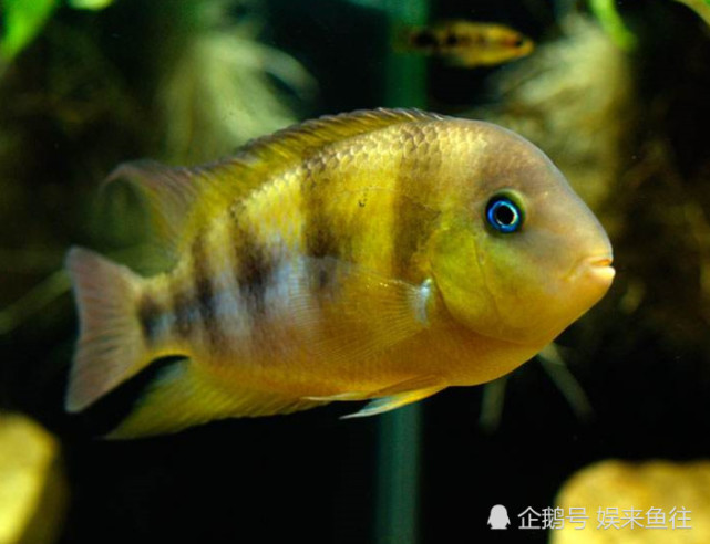 這個皇后叫藍眼，南美洲慈鯛，小眾觀賞魚了解下