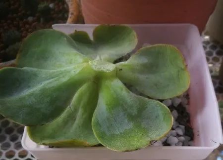 碧桃多肉怎么養出爆盆狀態，碧桃多肉養護方法