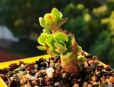 養多肉碧桃好不好_養多肉碧桃好養活嗎_多肉碧桃好養嗎