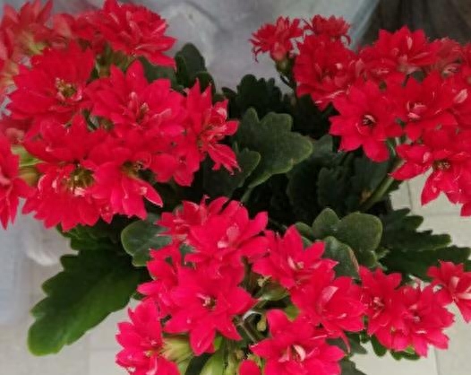 長壽花是多肉嗎_長壽花是多肉嗎_長壽花是多肉嗎