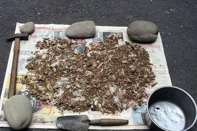 長壽花是多肉嗎_長壽花是多肉嗎_長壽花是多肉嗎