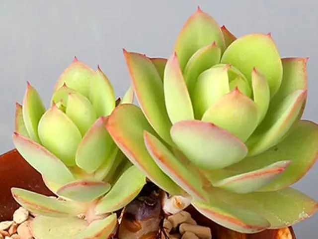 養多肉碧桃好不好_多肉碧桃好養嗎_多肉植物碧桃好養嗎