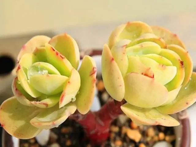 多肉植物碧桃好養嗎_多肉碧桃好養嗎_養多肉碧桃好不好