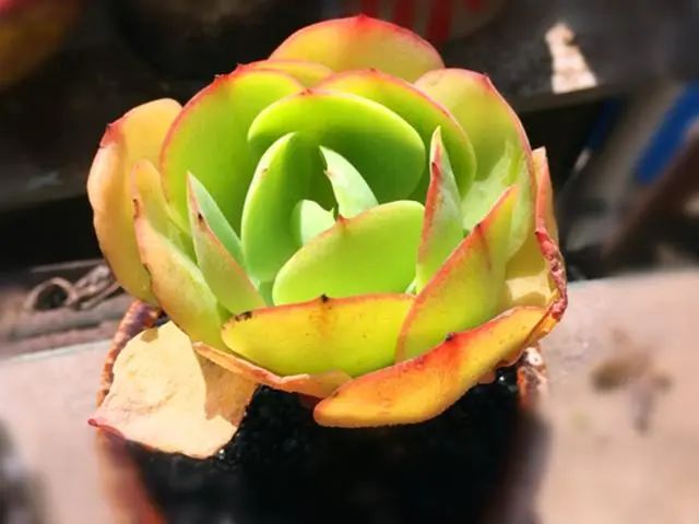 多肉植物碧桃好養嗎_多肉碧桃好養嗎_養多肉碧桃好不好