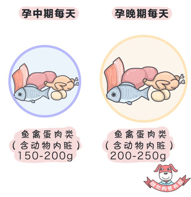 狗狗懷孕補充營養吃什么_狗狗懷孕吃什么有營養_狗狗懷孕吃些什么營養品