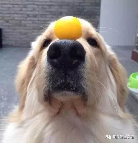 狗狗懷孕吃什么有營養_狗狗懷孕吃什么有營養飯_狗懷孕補充什么營養