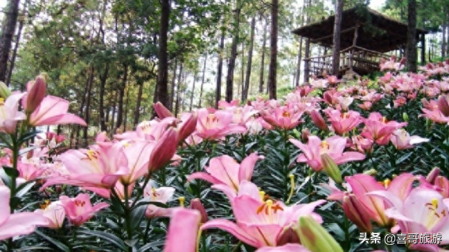 春節攀枝花自駕游攻略_攀枝花旅游攻略自駕游_攀枝花自駕一日游哪里好玩