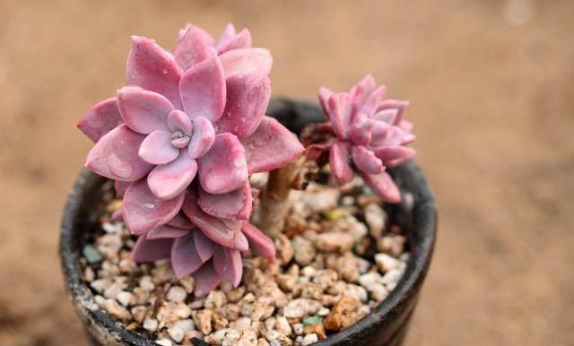 這才是多肉正確的澆水方法，難怪之前一直養(yǎng)不活，后悔知道晚了