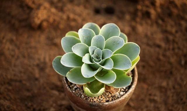 這才是多肉正確的澆水方法，難怪之前一直養(yǎng)不活，后悔知道晚了