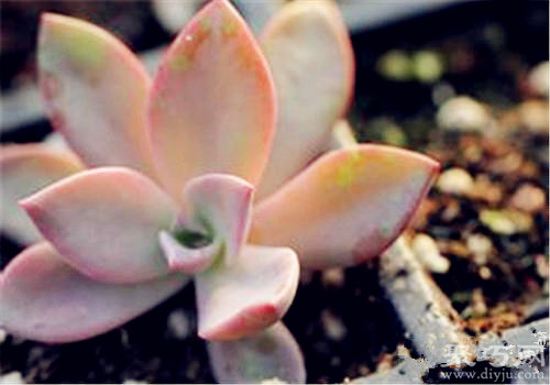 多肉植物初戀怎么養(yǎng)殖 多肉初戀繁殖方法