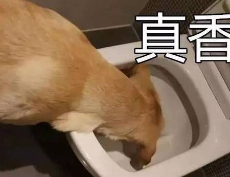 原因小狗屎拉吃是怎么回事_狗拉的屎自己吃了怎么回事_小狗吃自己拉的屎是什么原因