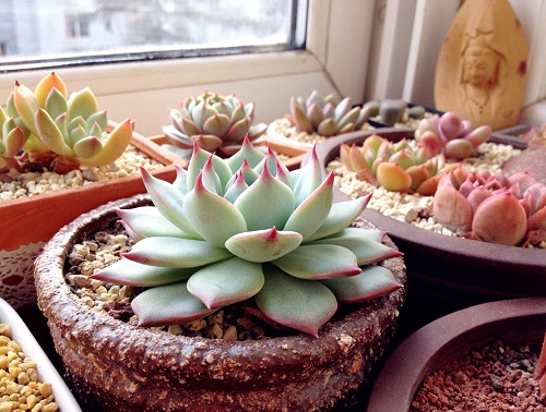 多肉澆水的正確方法 澆水注意事項