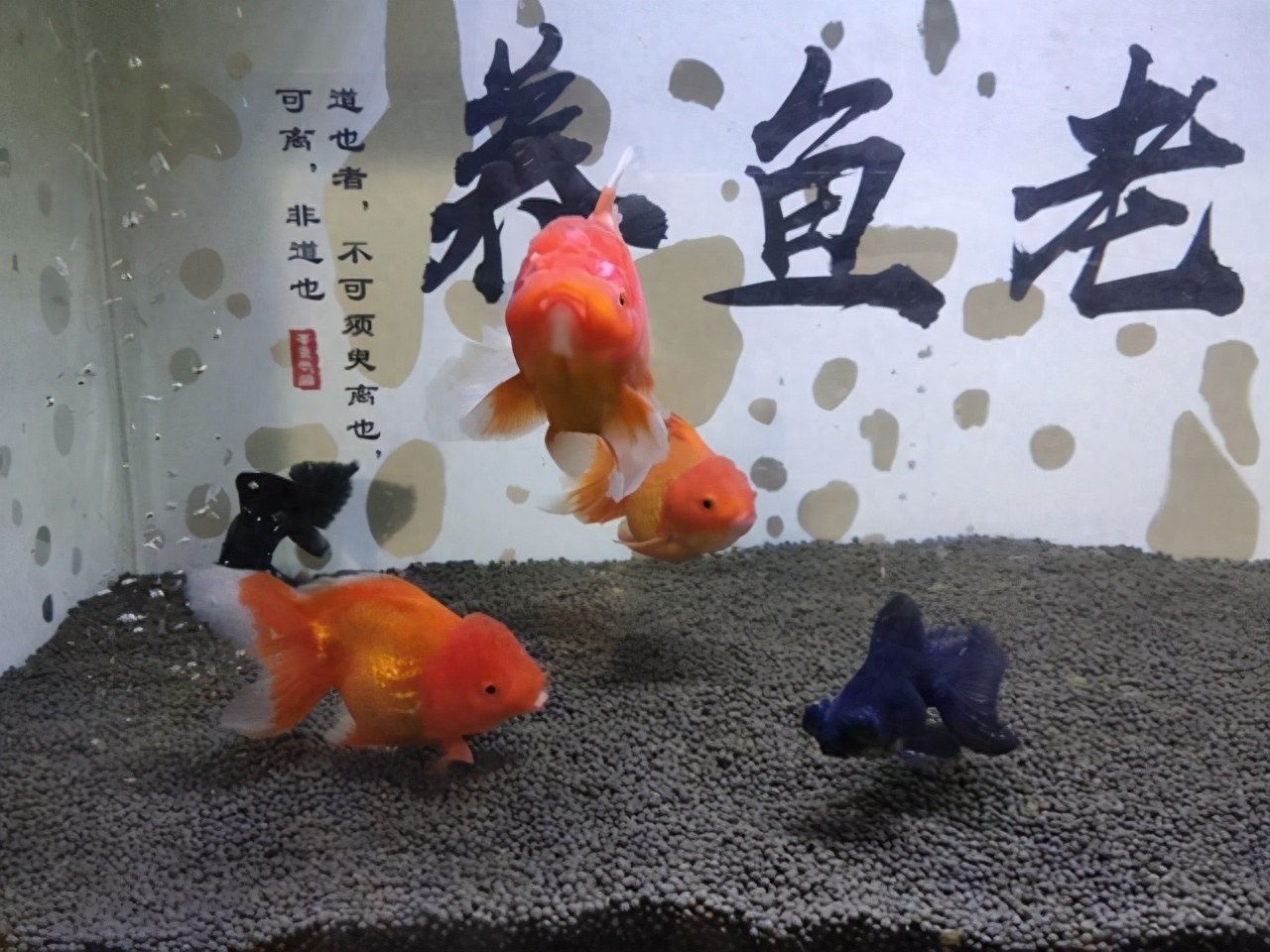 觀賞魚交易平臺(tái)app_觀賞魚交易平臺(tái)_觀賞魚交易平臺(tái)哪個(gè)好