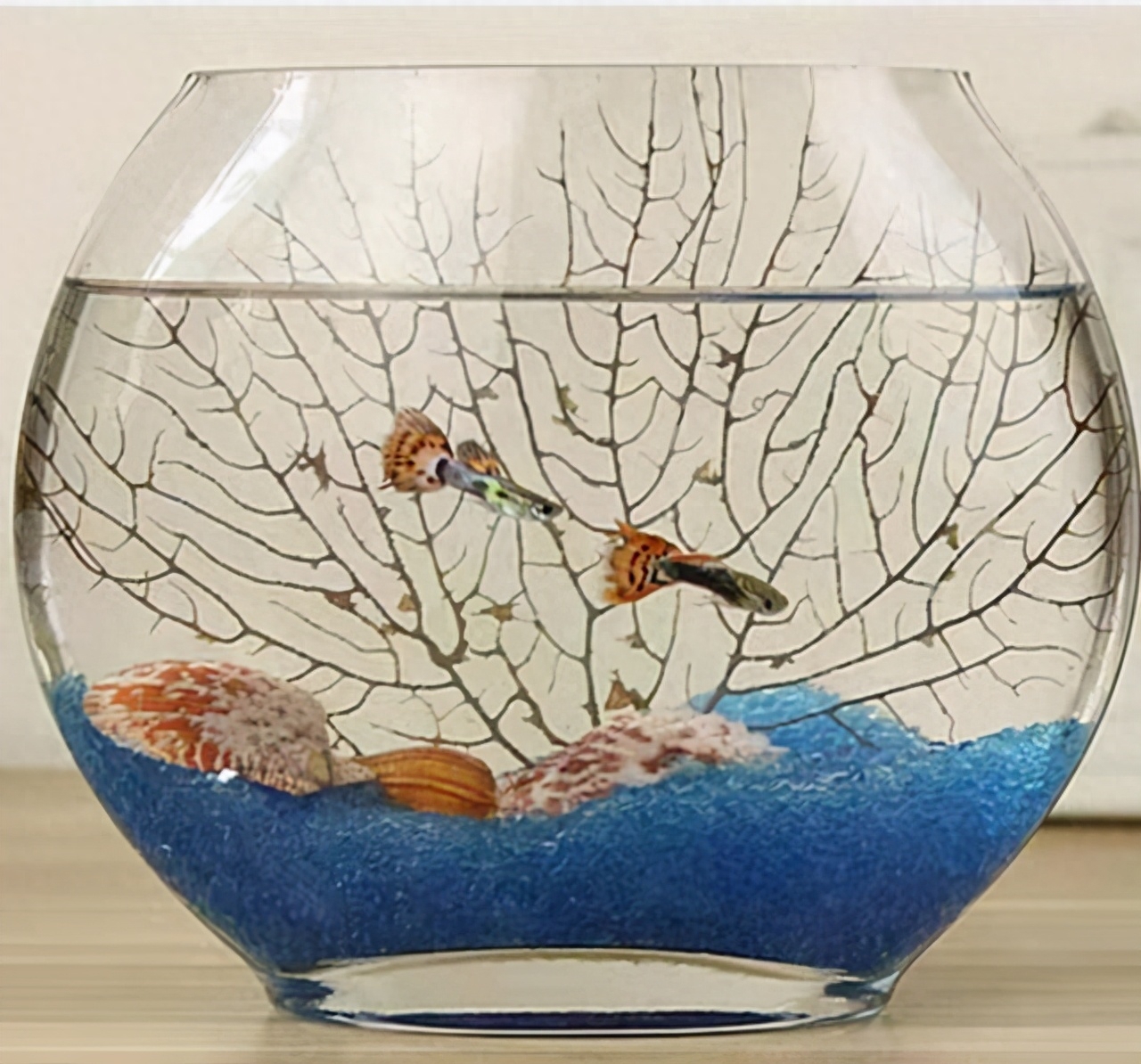 觀賞魚交易平臺(tái)app_觀賞魚交易平臺(tái)哪個(gè)好_觀賞魚交易平臺(tái)