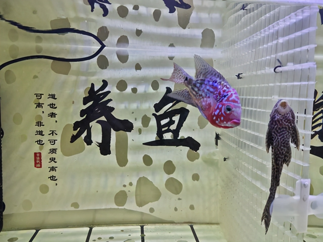 觀賞魚交易平臺(tái)哪個(gè)好_觀賞魚交易平臺(tái)_觀賞魚交易平臺(tái)app