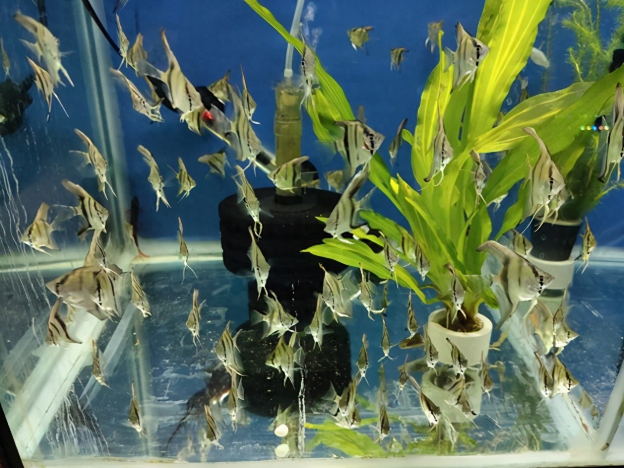 觀賞魚交易平臺(tái)哪個(gè)好_觀賞魚交易平臺(tái)_觀賞魚交易平臺(tái)app