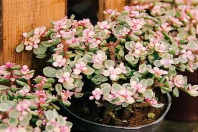 多肉植物品種雅樂之舞_多肉雅樂之舞怎么養殖_多肉雅樂之舞
