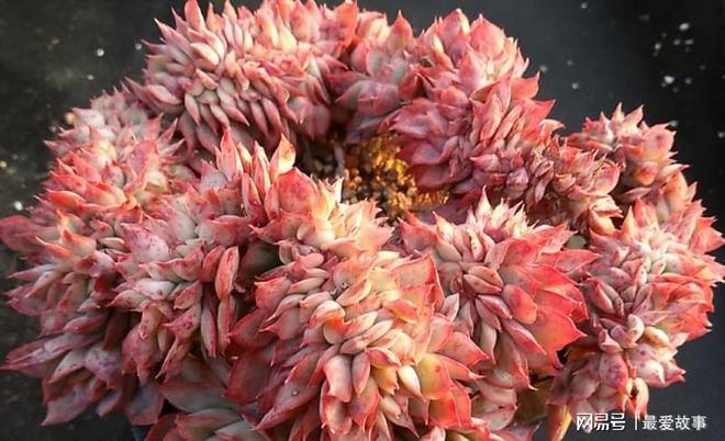 多肉綴化養(yǎng)護_多肉綴化長得快嗎_40種多肉綴化