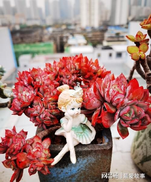 多肉綴化長得快嗎_多肉綴化養(yǎng)護_40種多肉綴化