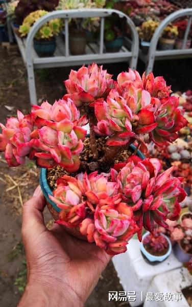 多肉綴化長得快嗎_40種多肉綴化_多肉綴化養(yǎng)護