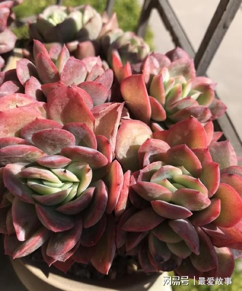 多肉綴化長得快嗎_40種多肉綴化_多肉綴化養(yǎng)護